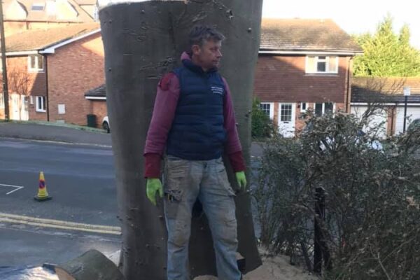 Beech tree sevenoaks’s8