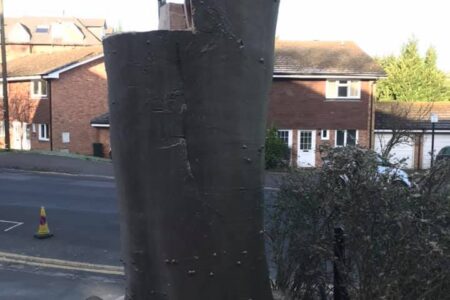 Beech tree sevenoaks’s9