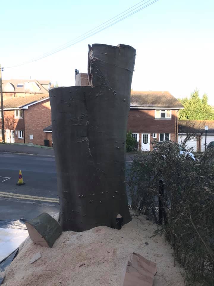 Beech tree sevenoaks’s9