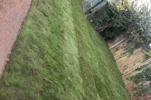 dartford back garden2