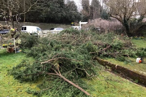 Seal Leylandi and Sycamore removal19 Seal Leylandi and Sycamore removal19