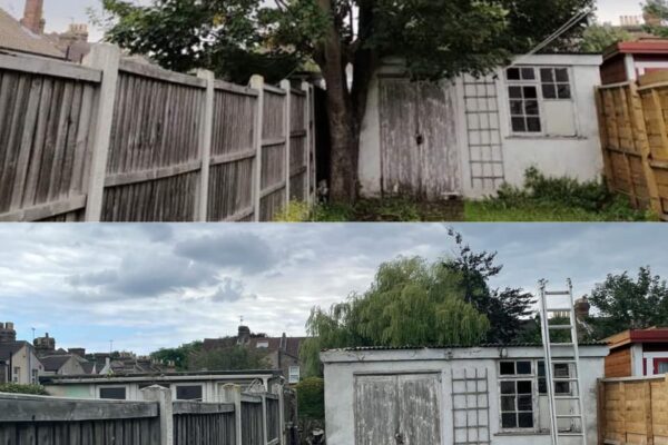 Rotten horse chestnut tree Darftord Rotten horse chestnut tree Darftord