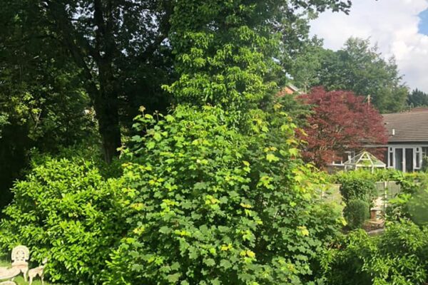 badgers mount tree job6 badgers mount tree job6